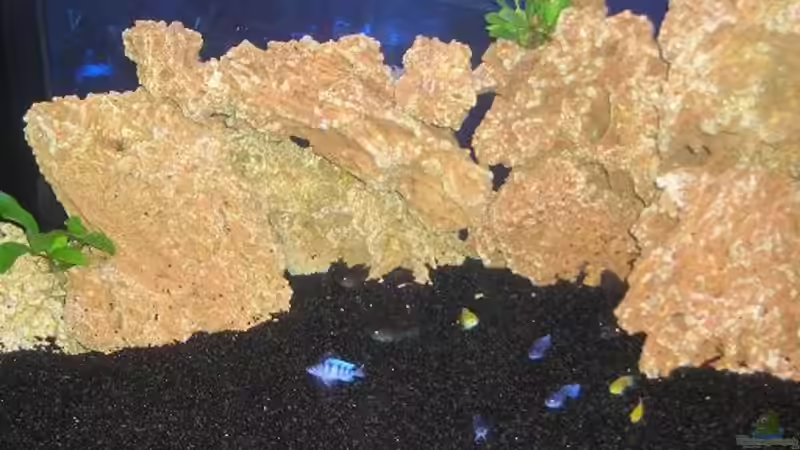 Besatz im Aquarium Becken 2915 von Andrea + Marc Müller (3)