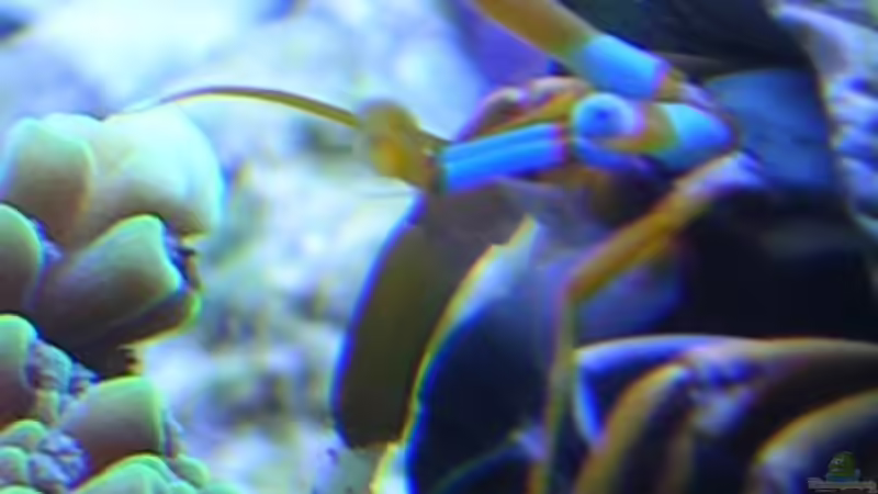 Besatz im Aquarium Becken 2918 von Felix Pahs (9)