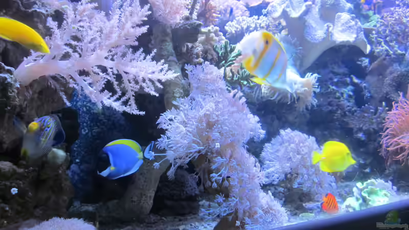 Besatz im Aquarium Becken 29195 von Andreas L (5)