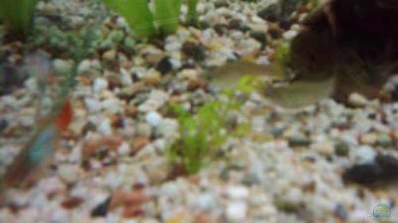 Besatz im Aquarium Becken 2923 von Heiko Rodegast (12)