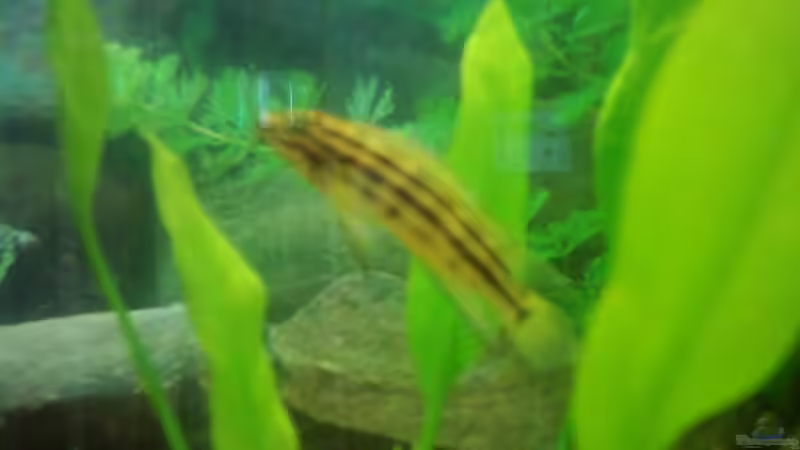 Besatz im Aquarium Becken 2923 von Heiko Rodegast (9)