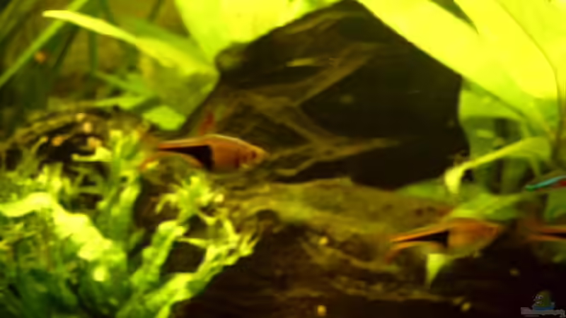 Besatz im Aquarium Becken 2932 von Christian Wolf (11)