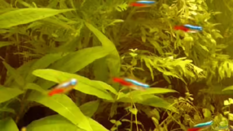 Besatz im Aquarium Becken 2932 von Christian Wolf (13)