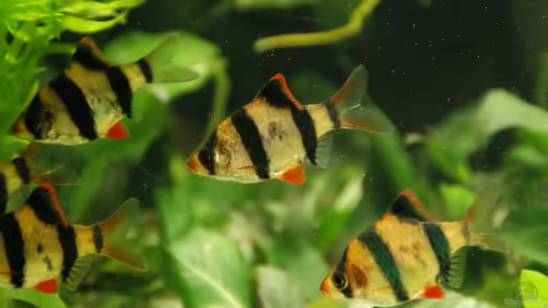 Besatz im Aquarium Becken 29442 von geradom (10)