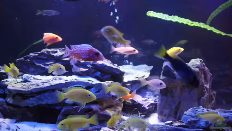 Besatz im Aquarium Becken 29447 von Thomas Roscher (8)