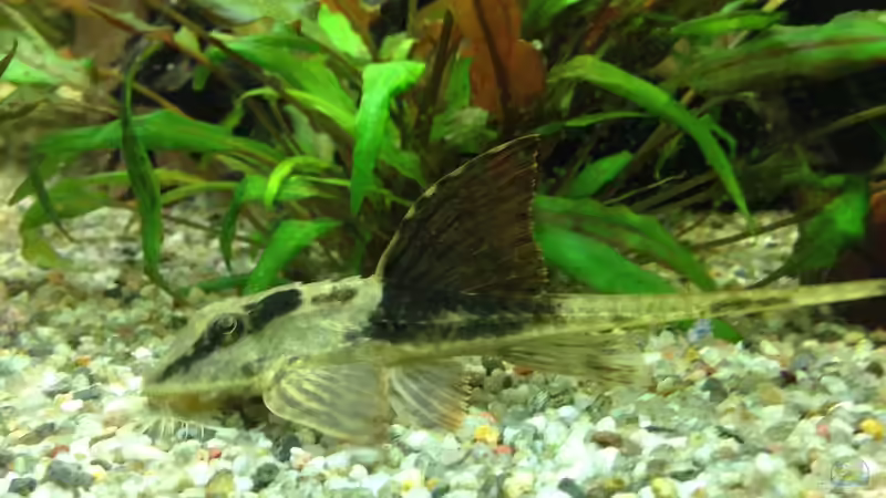 Besatz im Aquarium Becken 29458 von Muschelherz (10)