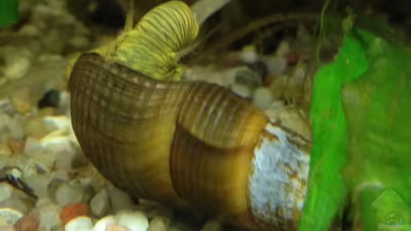 Besatz im Aquarium Becken 29458 von Muschelherz (11)