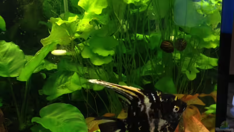 Besatz im Aquarium Becken 29458 von Muschelherz (13)