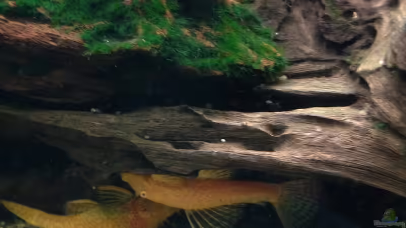 Besatz im Aquarium Becken 29458 von Muschelherz (15)