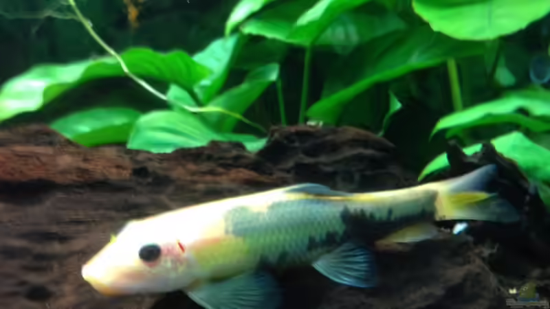 Besatz im Aquarium Becken 29458 von Muschelherz (17)