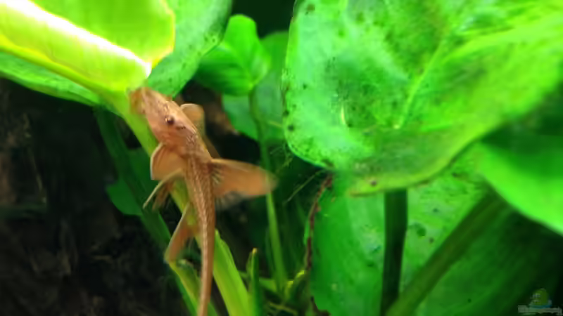 Besatz im Aquarium Becken 29458 von Muschelherz (18)