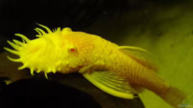 Besatz im Aquarium Becken 29458 von Muschelherz (21)