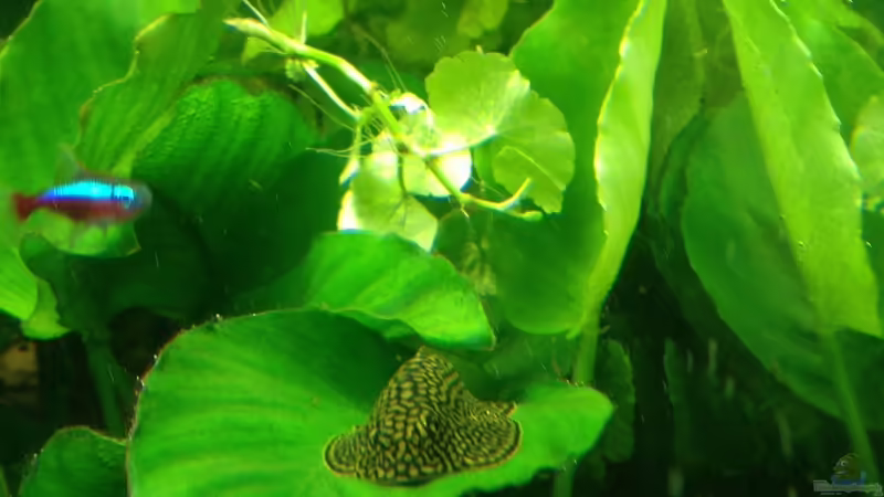 Besatz im Aquarium Becken 29458 von Muschelherz (23)