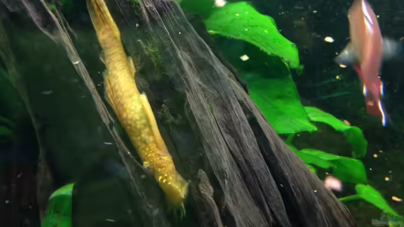 Besatz im Aquarium Becken 29458 von Muschelherz (32)