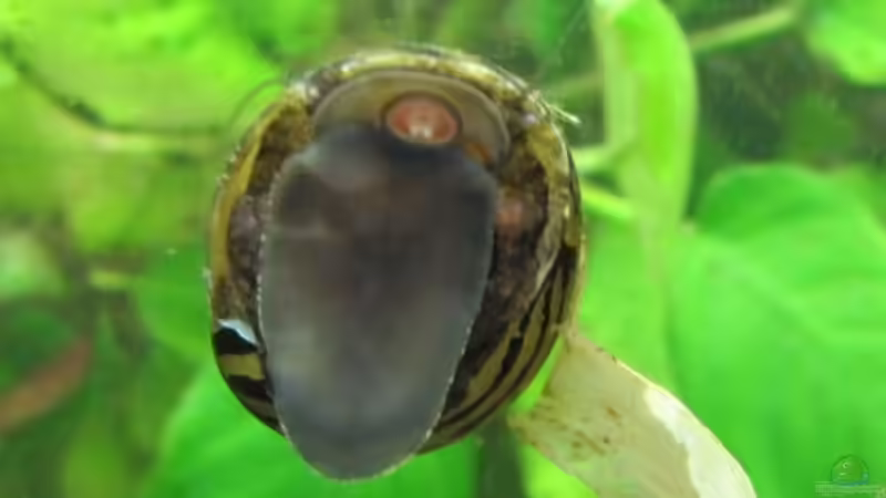 Besatz im Aquarium Becken 29458 von Muschelherz (33)