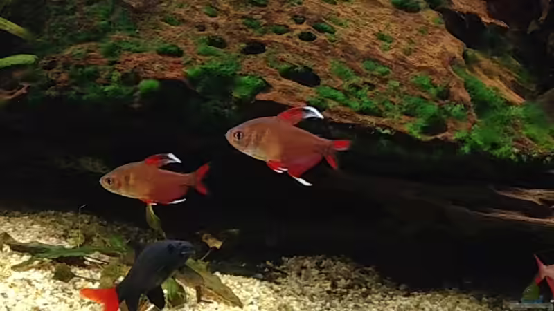 Besatz im Aquarium Becken 29458 von Muschelherz (35)