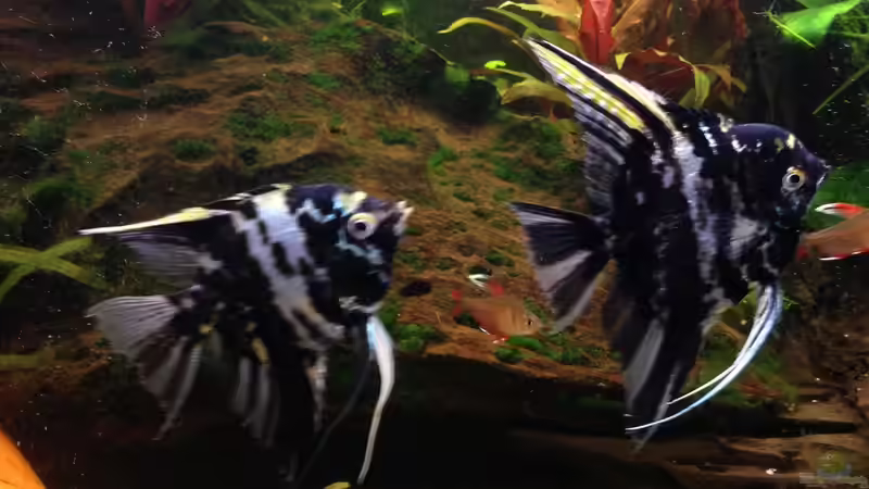 Besatz im Aquarium Becken 29458 von Muschelherz (36)