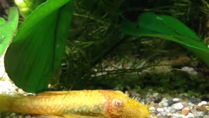 Besatz im Aquarium Becken 29458 von Muschelherz (39)