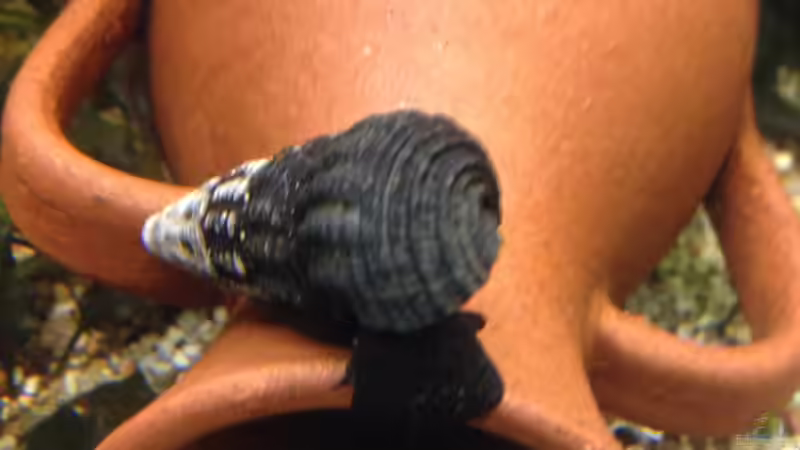 Besatz im Aquarium Becken 29458 von Muschelherz (43)