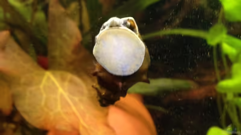 Besatz im Aquarium Becken 29458 von Muschelherz (45)