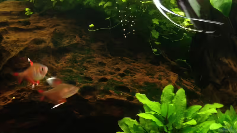 Besatz im Aquarium Becken 29458 von Muschelherz (46)
