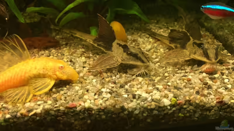 Besatz im Aquarium Becken 29458 von Muschelherz (9)