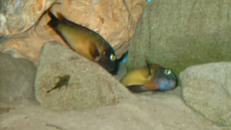 Besatz im Aquarium Becken 295 von Carsten Heinen (8)