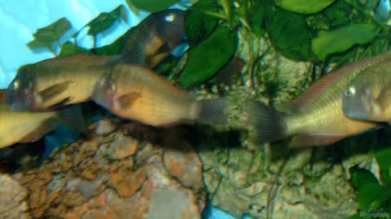 Besatz im Aquarium Becken 295 von Carsten Heinen (9)