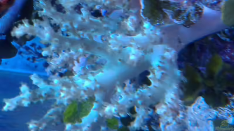 Besatz im Aquarium Becken 29578 von Toni (10)