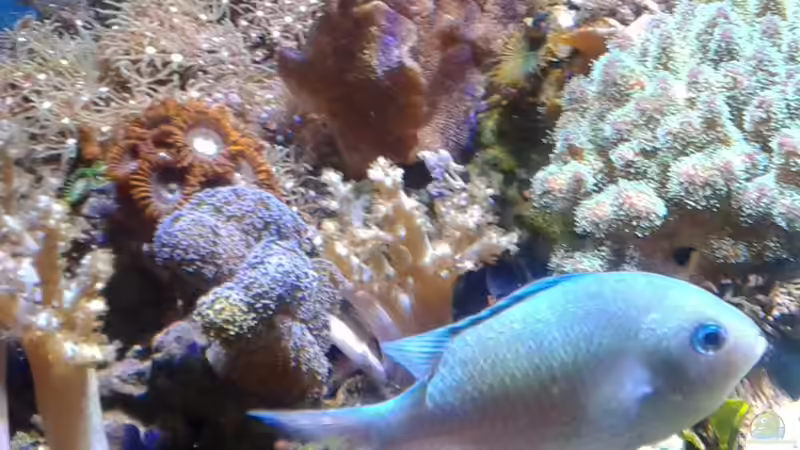 Besatz im Aquarium Becken 29578 von Toni (11)