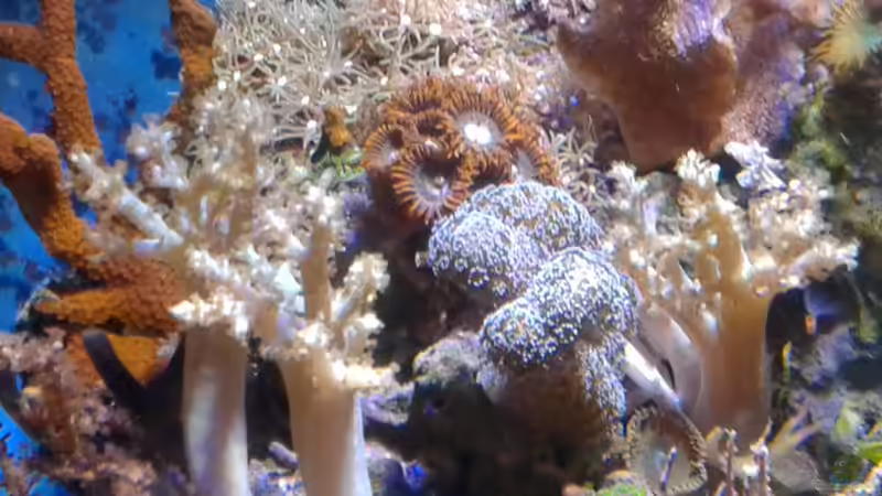 Besatz im Aquarium Becken 29578 von Toni (12)