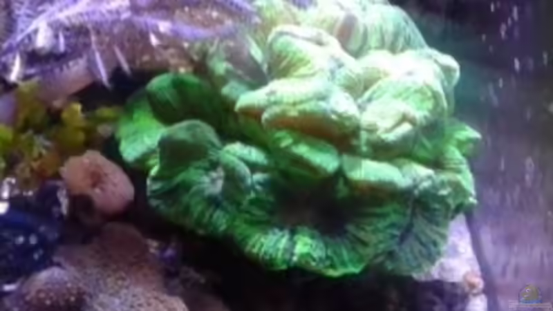 Besatz im Aquarium Becken 29578 von Toni (14)