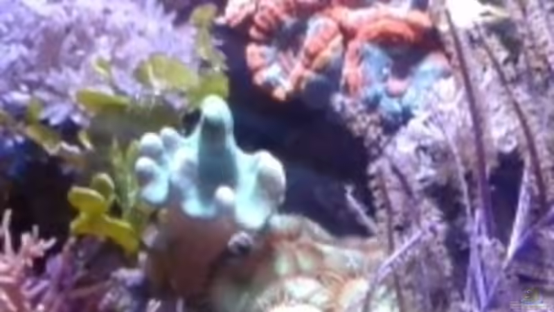 Besatz im Aquarium Becken 29578 von Toni (15)