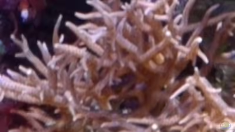 Besatz im Aquarium Becken 29578 von Toni (16)