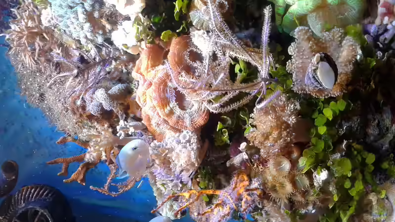 Besatz im Aquarium Becken 29578 von Toni (4)