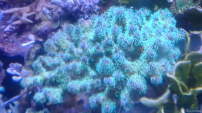 Besatz im Aquarium Becken 29578 von Toni (5)