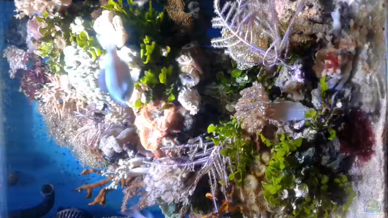 Besatz im Aquarium Becken 29578 von Toni (6)