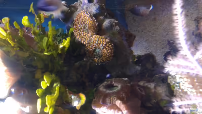 Besatz im Aquarium Becken 29578 von Toni (7)