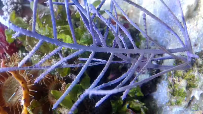 Besatz im Aquarium Becken 29578 von Toni (9)