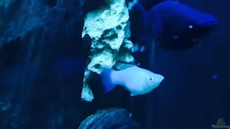 Besatz im Aquarium Becken 29622 von _JWoww_ (18)