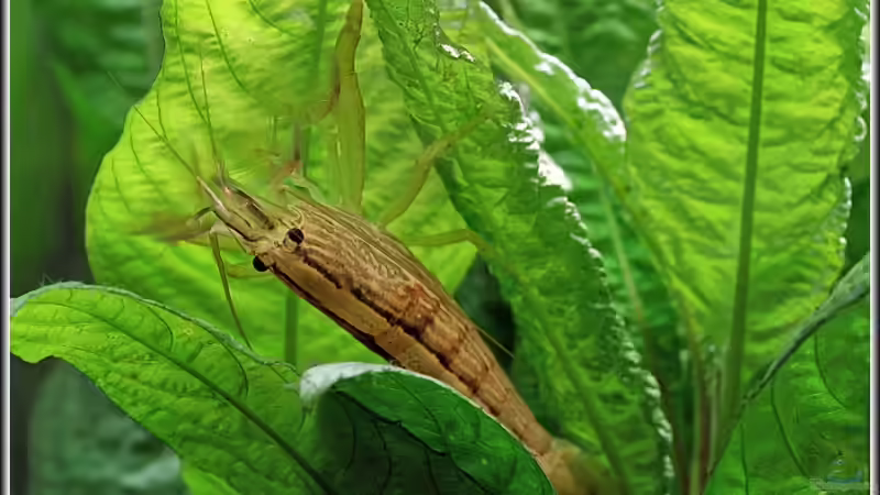 Besatz im Aquarium Becken 2964 von Volker Schuldes (10)