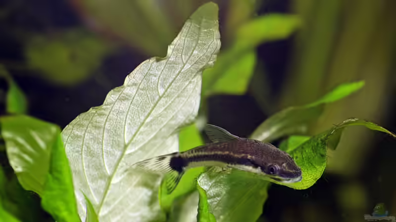 Besatz im Aquarium Becken 2964 von Volker Schuldes (11)
