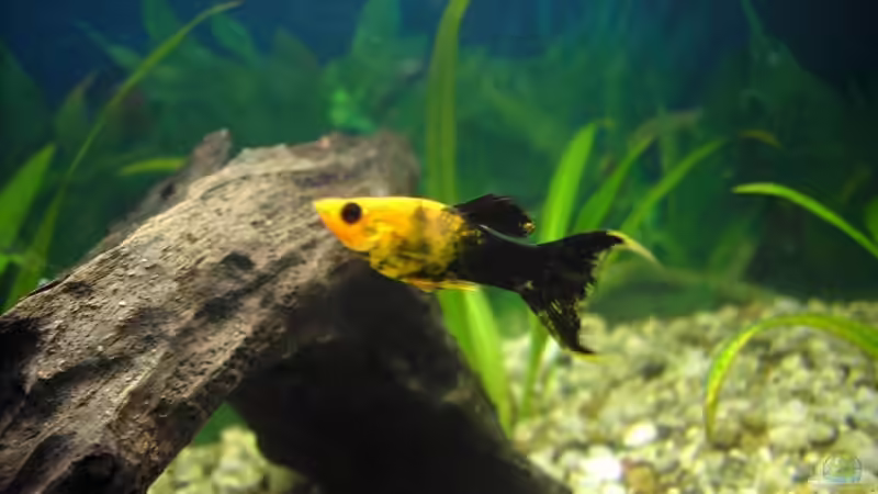 Besatz im Aquarium Becken 2968 von Heiko Mietz (10)