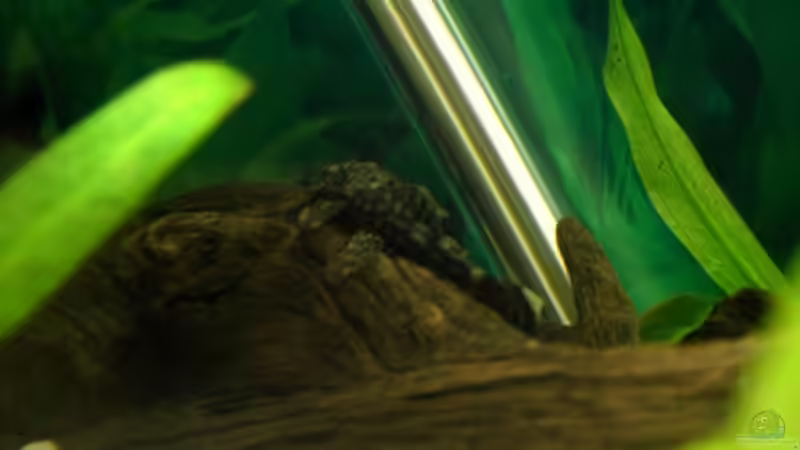 Besatz im Aquarium Becken 2968 von Heiko Mietz (11)