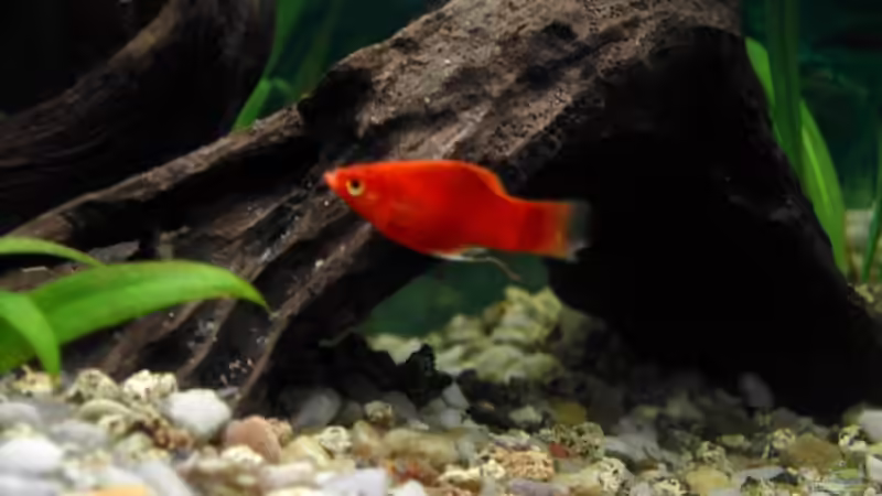 Besatz im Aquarium Becken 2968 von Heiko Mietz (9)