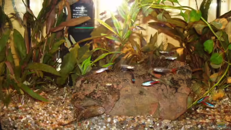 Besatz im Aquarium Becken 2980 von Sandro Iffert (2)