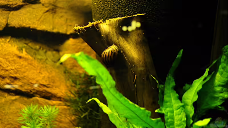 Besatz im Aquarium Becken 29837 von Niederrain (13)