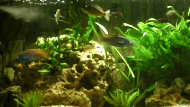 Besatz im Aquarium Becken 2989 von Tobias Bernotat (11)