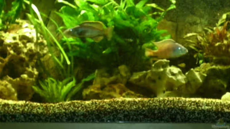 Besatz im Aquarium Becken 2989 von Tobias Bernotat (3) (12)