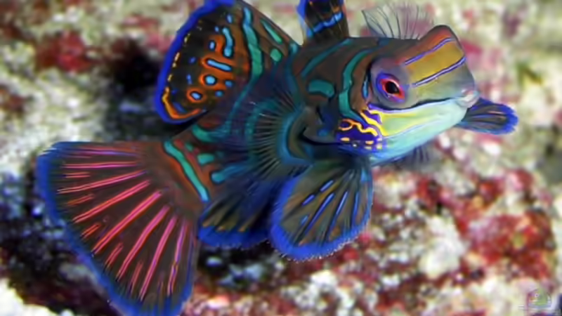 Besatz im Aquarium Becken 2993 von Petra Kallmeyer (20)